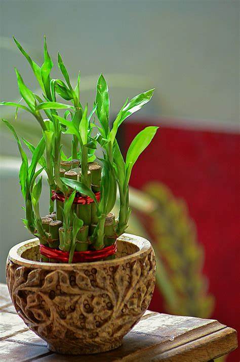 Using Artificial Plants to Improve Feng Shui in Your Home  WAYSAVING