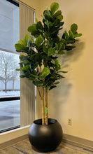Charger l'image dans la galerie, A fiddle-leaf fig tree is placed in a modern, black, rounded pot by a large window, with a snowy outdoor scene visible through the glass. The tree adds a touch of greenery to the indoor space, contrasting with the wintry view outside.