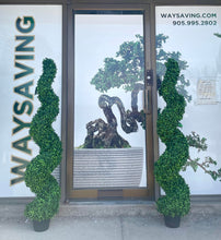 Charger l'image dans la galerie, spiral topiary plants positioned in front of a modern storefront, waysaving adding a touch of sophistication and greenery to the entrance