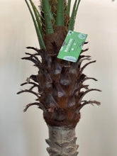 Charger l'image dans la galerie, Artificial Palm Tree - 7'
