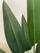 Load image into Gallery viewer, A close-up view of the artificial bird of paradise plant leaves, showcasing their elongated, slender shape and subtle veining. The leaves have a natural green color gradient, adding to the realistic appearance of the plant. The stems are visible, enhancing the overall lifelike texture and quality of the artificial plant