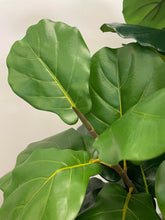 Charger l'image dans la galerie, This image features a close-up view of fiddle-leaf fig leaves. The leaves are broad, with a glossy surface and prominent veining, characteristic of the fiddle-leaf fig plant. The rich green color and texture make the leaves appear vibrant and lifelike, highlighting the plant's natural beauty.