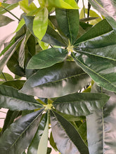 Charger l'image dans la galerie, Close-up of lush green leaves of an artificial money tree, showcasing the detailed texture and vibrant color, perfect for indoor decor
