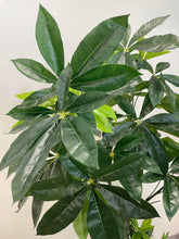 Charger l'image dans la galerie, Close-up of lush green leaves of an artificial money tree, showcasing the detailed texture and vibrant color, perfect for indoor decor