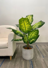 Load image into Gallery viewer, The image shows a potted plant with large, vibrant green leaves with dark green patterns. The plant is placed in a gray ribbed pot, positioned next to a light-colored armchair on a carpeted floor. The setting gives off a modern and calming vibe, perfect for indoor decor.