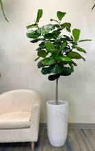 Load image into Gallery viewer, Artificial Fiddle Tree - 6'