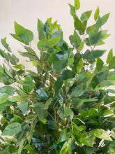 Load image into Gallery viewer, A close-up view of vibrant green leaves, showcasing the lush and detailed foliage of the indoor plant.
