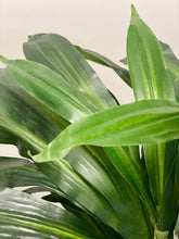 Charger l'image dans la galerie, Close-up view of vibrant green Dracaena plant leaves with a rich blend of dark and light shades, showcasing the plant’s natural texture and leaf pattern, perfect for home or office decor.