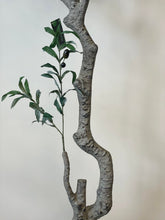Charger l'image dans la galerie, A close-up view of a realistic artificial olive tree branch, showcasing its textured, winding trunk and a sprouting green stem with dark olive fruits. The detailed bark and lifelike leaves add to the authenticity of the faux tree, set against a neutral, blurred background.