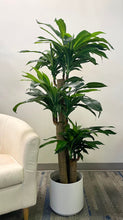 Load image into Gallery viewer, Beautiful Dracaena plant with lush green leaves, displayed in a modern white round planter, perfect for indoor decor in homes or offices, adding a touch of nature and elegance to any space.