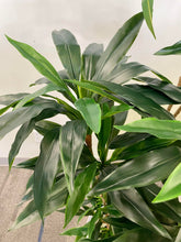 Charger l'image dans la galerie, Close-up view of vibrant green Dracaena plant leaves with a rich blend of dark and light shades, showcasing the plant’s natural texture and leaf pattern, perfect for home or office decor.