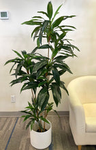 Charger l'image dans la galerie, Indoor Dracaena plant in a sleek white pot, placed next to a cozy white armchair, adding a touch of greenery to the modern office or living room environment