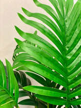Charger l'image dans la galerie, A close-up image showcasing the detailed texture of a large, glossy green leaf with narrow, pointed segments, typical of a tropical plant.