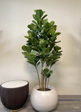 Charger l'image dans la galerie, A tall, lush fiddle-leaf fig tree in a round white planter, placed next to a modern dark brown side table with a white top, creating a stylish and natural indoor setting.