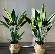 Load image into Gallery viewer, Two artificial Bird of Paradise plants with large green leaves in woven baskets, placed side by side against a light wall with sunlight casting shadows on the leaves