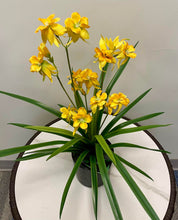 Load image into Gallery viewer, A yellow orchid arrangement with delicate, soft petals in bloom, placed in a black pot with long, slender green leaves extending outward.