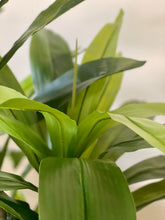 Charger l'image dans la galerie, Close-up view of vibrant green leaves showcasing the intricate textures and layers of a tropical indoor plant, bringing a fresh and natural feel to the surroundings.