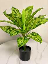 Load image into Gallery viewer, A small potted plant with large, vibrant green leaves featuring dark green speckles. The plant is placed on a white table with a black pot.