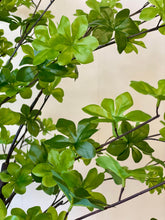 Load image into Gallery viewer, Vibrant artificial plant with dense, bright green foliage and dark branches, adding a fresh, natural look to indoor spaces