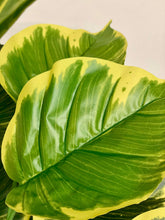 Load image into Gallery viewer, Close-up of vibrant yellow and green artificial leaves, showcasing realistic texture and color contrast, perfect for indoor décor.