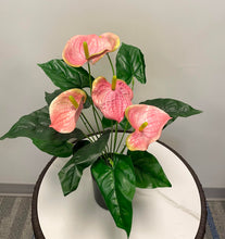Load image into Gallery viewer, A beautiful arrangement of pink anthurium flowers with glossy green leaves in a black pot.