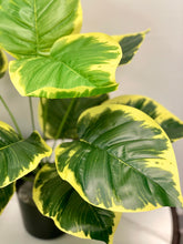 Charger l'image dans la galerie, A close-up image of lush, large variegated leaves featuring vivid green and yellow tones, displaying intricate vein patterns and a smooth glossy texture.