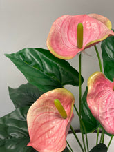 Load image into Gallery viewer, A close-up of vibrant pink anthurium flowers with green leaves, highlighting their heart-shaped petals and central spadix.