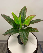 Charger l'image dans la galerie, A potted artificial plant with tall, elongated green leaves that have a reddish tint along the edges, arranged neatly in a black pot on a marble surface.