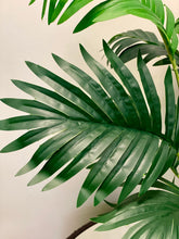 Charger l'image dans la galerie, A close-up image showcasing the detailed texture of a large, glossy green leaf with narrow, pointed segments, typical of a tropical plant.