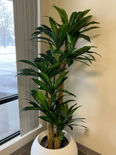 Charger l'image dans la galerie, yucca plant in a modern round white planter, positioned near a large window, bringing natural greenery into an indoor space with minimalist decor.