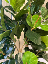 Charger l'image dans la galerie, A close-up of the fiddle-leaf fig tree shows its dense, vibrant green leaves with detailed veining, capturing the essence of a real plant. The various shades of green add depth and realism to the overall look.