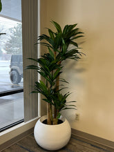 Charger l'image dans la galerie, yucca plant in a modern round white planter, positioned near a large window, bringing natural greenery into an indoor space with minimalist decor