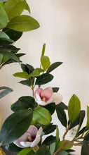 Load image into Gallery viewer, Close-up view of a lush indoor plant with green leaves and blooming pink flowers, set against a beige background in a modern interior