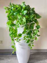 Charger l'image dans la galerie, Vivid Hanging Green Stems