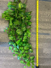 Charger l'image dans la galerie, Vivid Hanging Green Stems