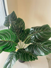 Charger l'image dans la galerie, Artificial Plant- 24" (Pinstripe Plant)