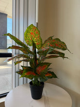 Load image into Gallery viewer, Artificial Red Aglaonema Desk Plant