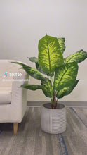 Load and play video in Gallery viewer, Artificial Dieffenbachia plant - 4'