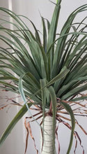 Charger et lire la vidéo dans la visionneuse de la Galerie, Artificial Yucca Tree- 7ft