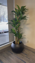 Charger et lire la vidéo dans la visionneuse de la Galerie, yucca plant in a modern round black planter, positioned near a large window, bringing natural greenery into an indoor space with minimalist decor