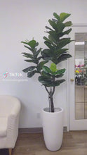 Load and play video in Gallery viewer, A tall indoor plant with broad green leaves placed in a white cylindrical pot, positioned near a bright window that allows natural light to highlight its vibrant foliage.
