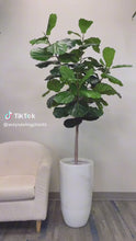 Load and play video in Gallery viewer, Artificial Fiddle Tree - 6'
