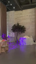 Charger et lire la vidéo dans la visionneuse de la Galerie, 10ft Ficus trees rental