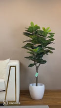 Charger et lire la vidéo dans la visionneuse de la Galerie, A tall indoor plant with broad green leaves placed in a white cylindrical pot, positioned near a bright window that allows natural light to highlight its vibrant foliage.