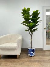 Charger l'image dans la galerie, A tall indoor plant with broad green leaves placed in a white blue pot, positioned near a door that allows natural light to highlight its vibrant foliage.
