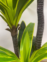 Charger l'image dans la galerie, Close-up view of vibrant green artificial Dracaena leaves with bold yellow accents. Perfect for indoor decor, these lifelike leaves add a tropical touch to home or office spaces.
