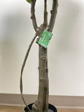 Load image into Gallery viewer, A close-up of a fiddle-leaf fig tree's trunk and leaves, with a green tag from "WAYSAVING" attached to the branch, highlighting the brand. The detailed veins on the leaves and the textured bark add a natural touch to the scene.