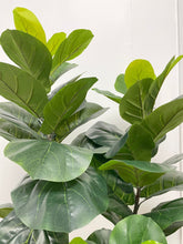 Charger l'image dans la galerie, A close-up view of the vibrant, detailed leaves of a fiddle-leaf fig tree, showcasing the intricate vein patterns and the rich green hues of the foliage. The leaves appear lush and healthy, adding a touch of nature's beauty to any space.