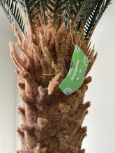 Charger l'image dans la galerie, Close-up of an artificial palm tree trunk, showcasing its realistic texture and attention to detail for natural decor.