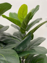 Load image into Gallery viewer, A close-up view of the vibrant, detailed leaves of a fiddle-leaf fig tree, showcasing the intricate vein patterns and the rich green hues of the foliage. The leaves appear lush and healthy, adding a touch of nature's beauty to any space.